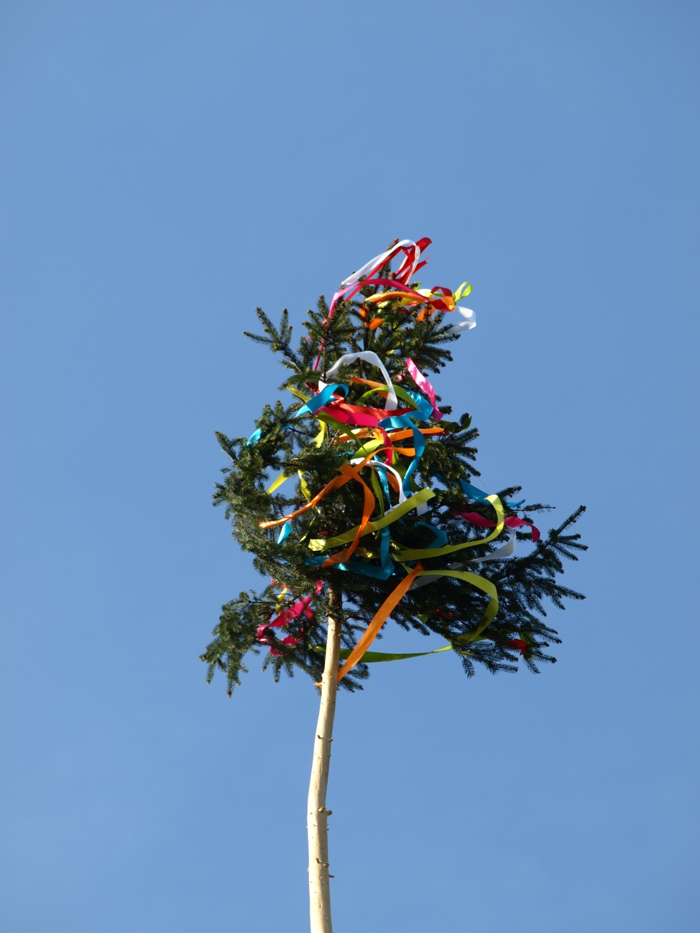 Bild Maibaum